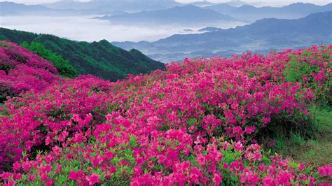 Bright Pink Spring Flowers In The Mountains Hd Flowers Wallpapers Hd