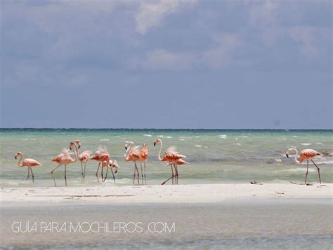 Flamingos En Holbox Guía Para Mochileros