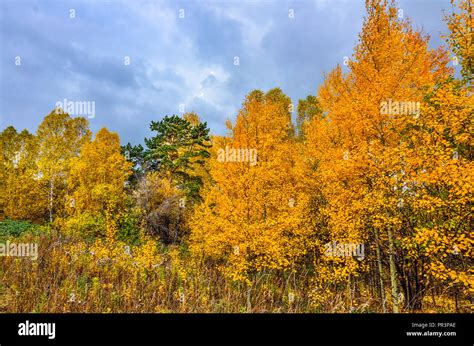 Autumn Tree Landscape Landscape Leaves With Nature And Wood Season Hi
