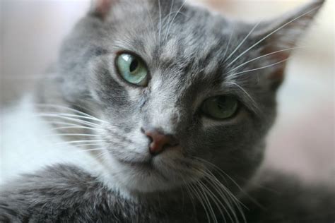 Enter wrenn rescues and volunteer ashley kelley. Pin by Lpslindsey on Pretty cats in 2020 | Grey tabby cats ...