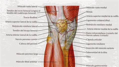 Anatomíacaderayrodilla Anatomia De La Rodilla Ii Músculos Y Ligamentos