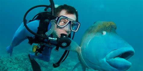 This Fish Gave The Worlds Best Side Eye To A Scuba Diver Huffpost