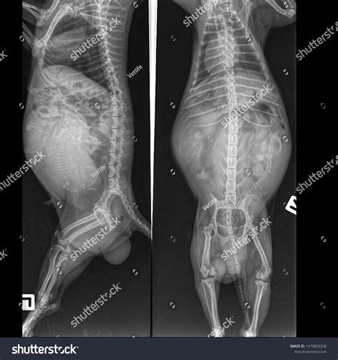 How Much Does An X Ray Cost For A Pregnant Dog