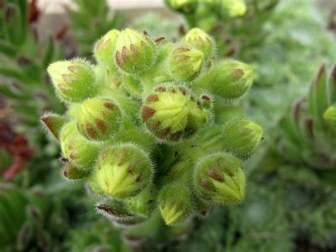 Photo Of The Closeup Of Buds Sepals And Receptacles Of Hen And Chicks