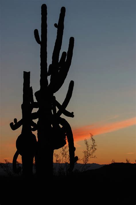 Dancing Cactus At Sunrise Photograph By Rolf Jacobson Fine Art America