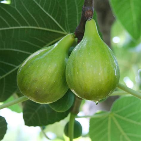 Italian Honey Fig Tree Stark Bros