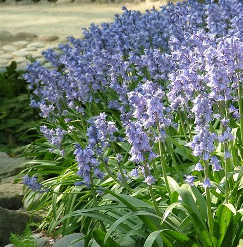 What Can I Do About My Spanish Bluebell Infestation Ask An Expert