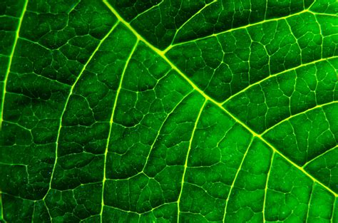 Green Leaf As Background Free Stock Photo Public Domain Pictures
