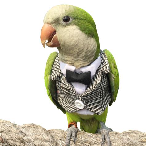 10 Best Conure Bird Clothing For Your Feathered Friend Hummingbirds Plus