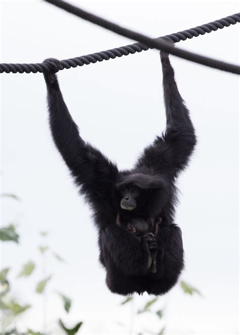 Endangered Siamang Gibbon Born At Dublin Zoo Dublin Zoo