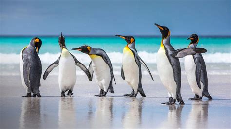 Penguins At Beach Against Sky Falkland Islands Windows Spotlight Images