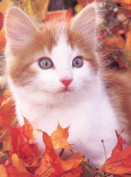 Cute Cats Wallpapers Beautiful Cool Wallpapers