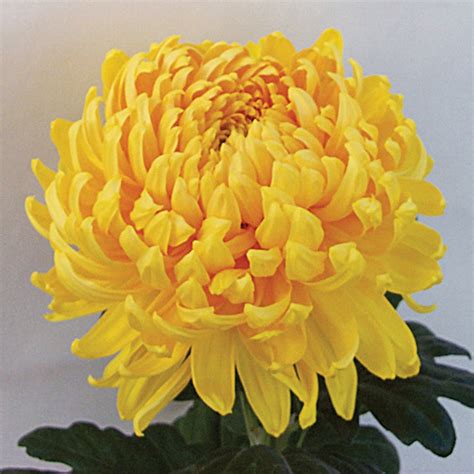 Hogmanay Collection Plants From Woolmans Chrysanthemums
