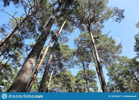 Pine Trees Wood Top View Up In Forest With Blue Sky Evergreen Nature