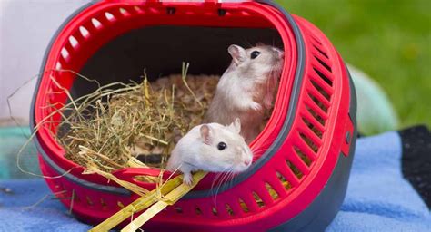 Best Gerbil Cages Finding Housing For Your Pet
