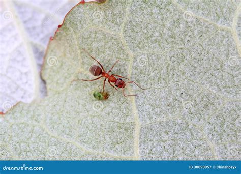 Mercerized Brown Forest Ants Stock Image Image Of World Science