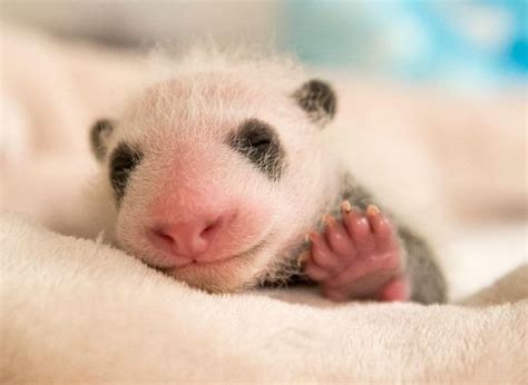 The Remarkable Transformation Of A Tiny Newborn Baby Panda During The