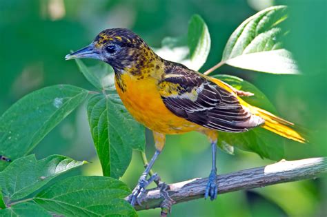 Baltimore Oriole Audubon Field Guide