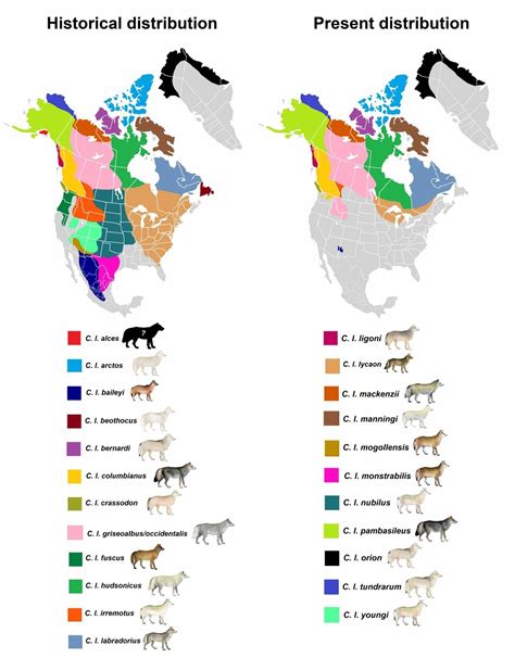 Historical And Present Distribution Of North American Grey Wolf