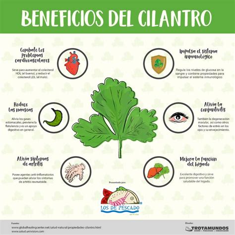 Infografía Beneficios del cilantro Beneficios de alimentos Cilantro