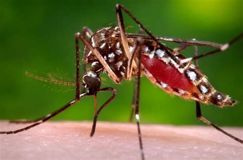 the 10 myths you should know about dengue archyworldys