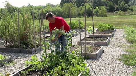 How To Grow Melons On A Trellis Growing Melons Youtube