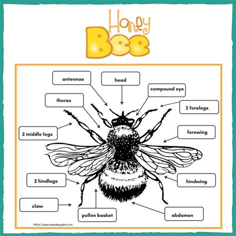 Printable Honey Bee Activity Sheets Images And Photos Finder
