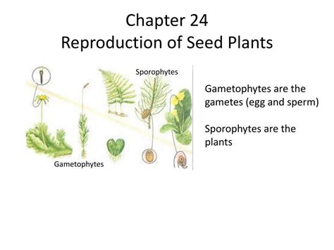 Ppt Chapter 24 Reproduction Of Seed Plants Powerpoint Presentation Free Download Id 5335208