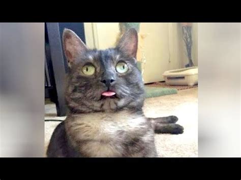 Hilarious Cats Prepare Yourself For Ultra Laughter Funny Cat Videos Compilation Damn Cool Vids