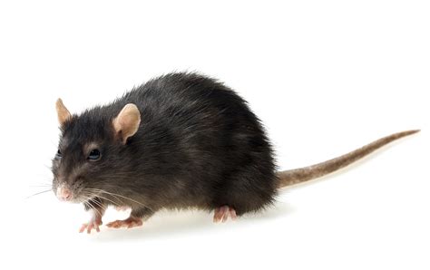 Rat Wallpapers Images Photos Pictures Backgrounds