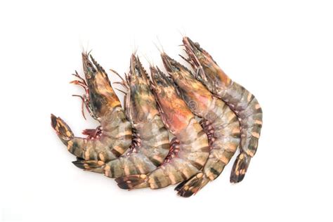 Fresh Tiger Prawn Or Shrimp Stock Image Image Of Fresh Cuisine