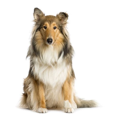 Located in wisconsin near illinois, minnesota, iowa. Scotch Collie Dog Breed Health, Feeding, Grooming, Temperament and Puppies - PetGuide