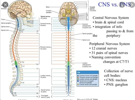 Intro To The Nervous System Pt 700 Human Gross Anatomy Flashcards