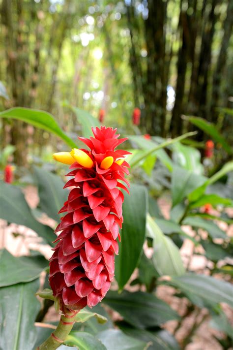 Costus Comosus Red Tower Ginger Bamboo Land Nursery Qld Australia