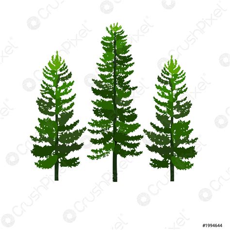 Green Pines Tree Isolated On White Background Stock Vector Crushpixel