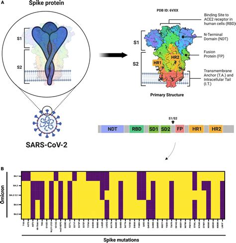 Frontiers The Emergence Of New Sars Cov 2 Omicron Subvariants