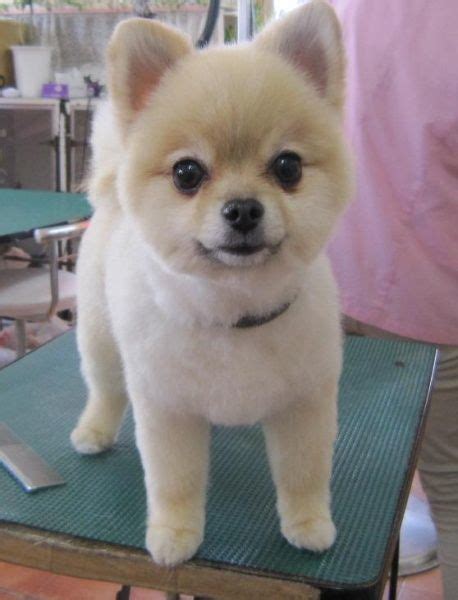 25 Pomeranian Haircuts For Dog Lovers Hairstylecamp