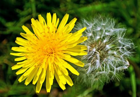 Dandelion The Flowers Express Philippines