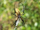 Beneficial Insects Spiders | Edible San Marcos's Blog