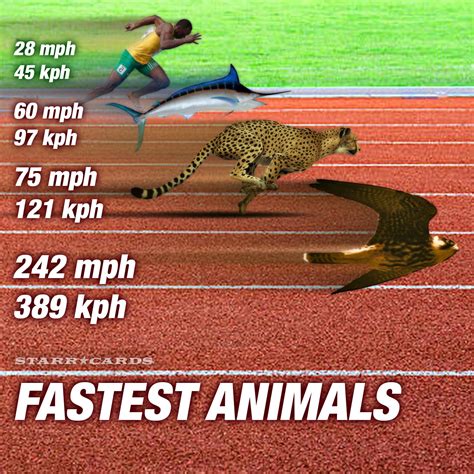 Early models have only these tapped holes. World's fastest animals easily outrace Usain Bolt in 100 ...