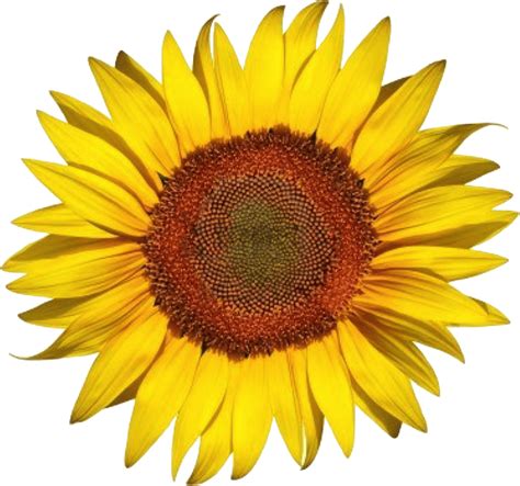 Free Png White Sunflower Png Png Image With Transparent Common