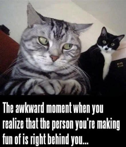 70 Funny Cat Memes Everyone Can Relate To Bayart