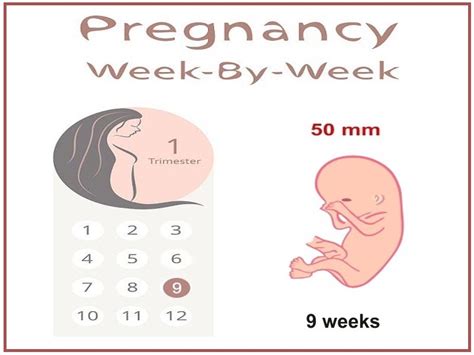 9 Weeks Pregnant Baby Development And Growth