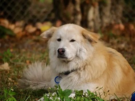 Goberian 6 Reasons To Own The Golden Retriever Husky Mix Perfect Dog