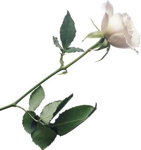 Single White Rose Wallpaper