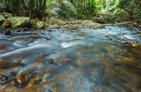 Brook In Green Forestmountain Stream Stock Photo Image Of Flow