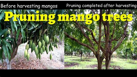Pruning Mango Trees After Harvesting Mangos My Village Farming Youtube