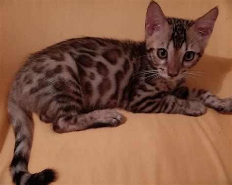 Bengal Cat Günstig Kaufen Katzen Haustier Anzeiger