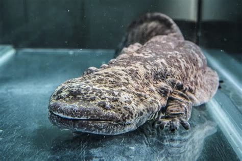 Chinese Giant Salamander L Stunning Amphibian Our Breathing Planet