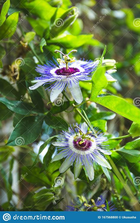 Passion Fruit Flower On Green Background Stock Photo Image Of Passion Fresh 167568800